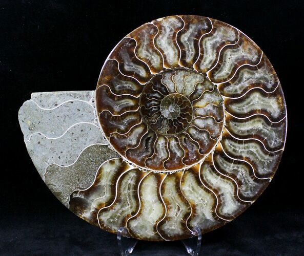 Cut Ammonite Fossil (Half) - Agatized #21207